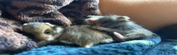 Hamster rodents for sale: Baby Syrian Hamsters in Lutterworth - Advert 5