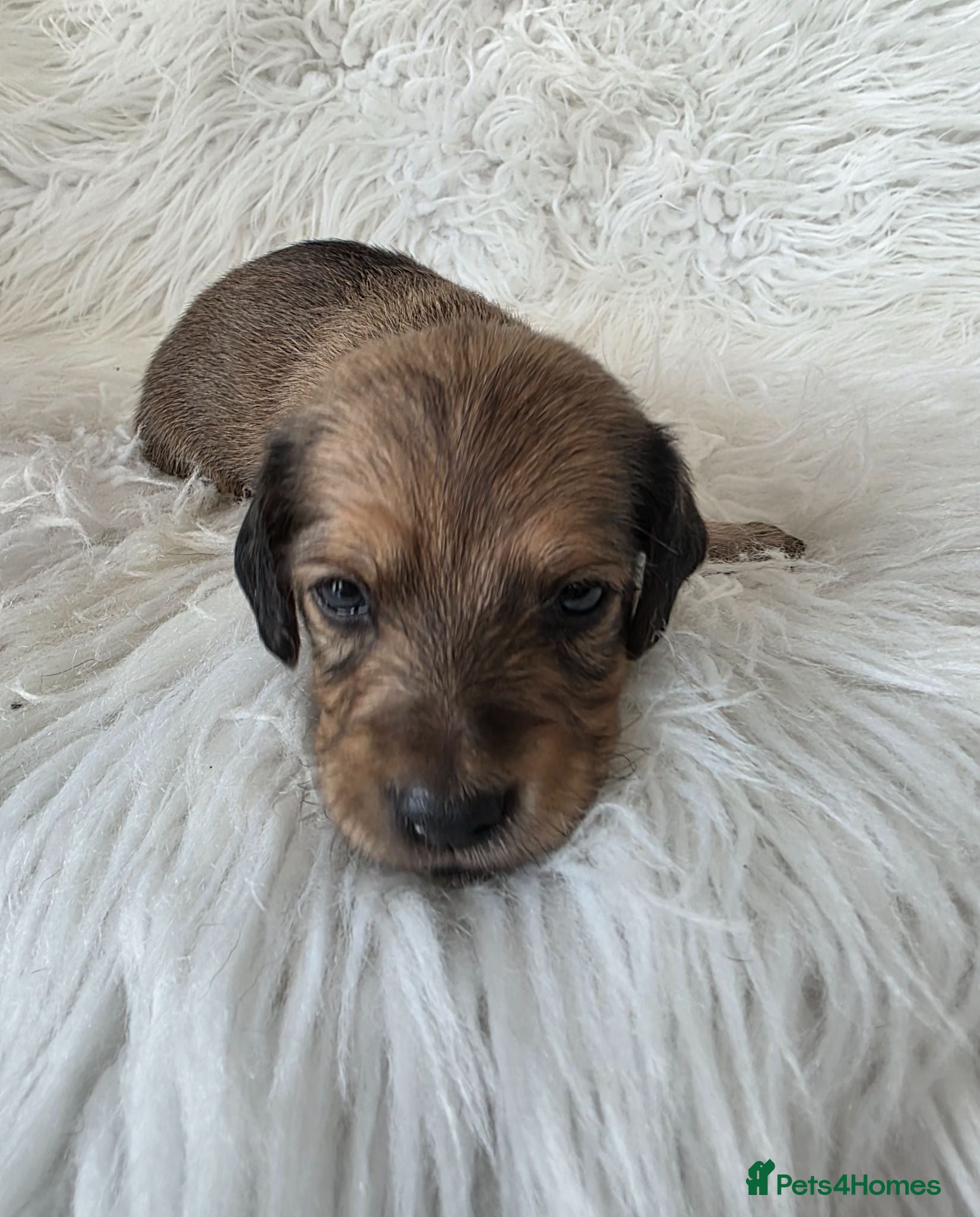 Miniature Dachshund dogs KC reg, solid Black puppies  - Advert 2