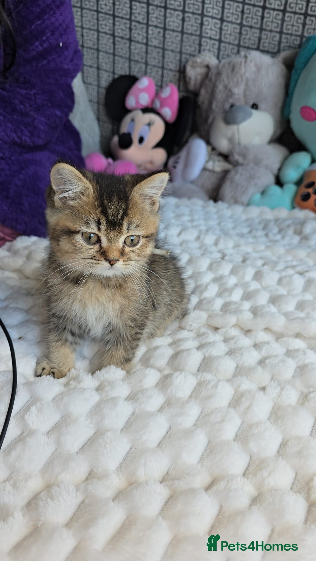 British Shorthair cats for sale: 3 Beautiful kittens available - Advert 7