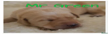 Mr Green 