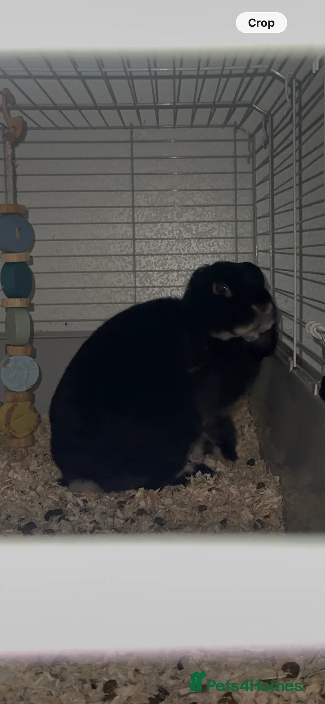 Mixed Breed rabbits for sale: Male Rabbit  - Advert 2