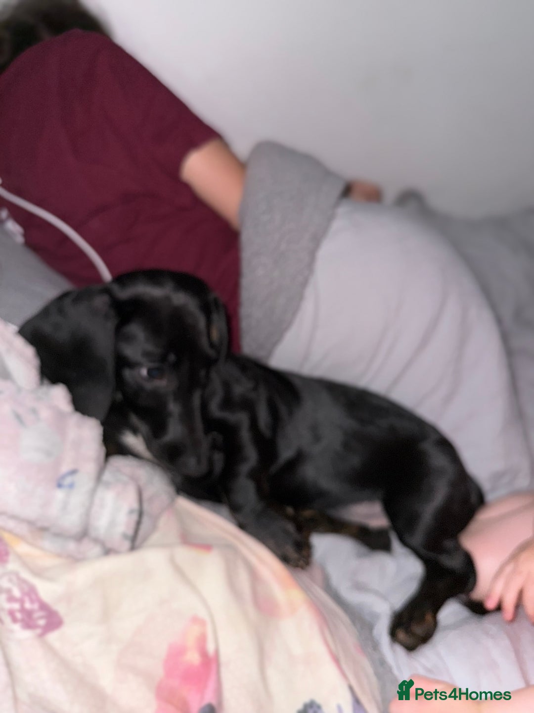 Dachshund dogs for sale: 7 month old  - Advert 1