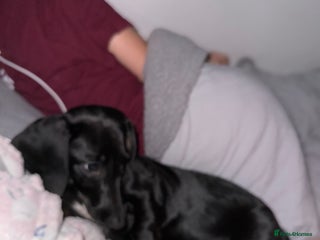 Dachshund dogs 7 month old - Advert 1