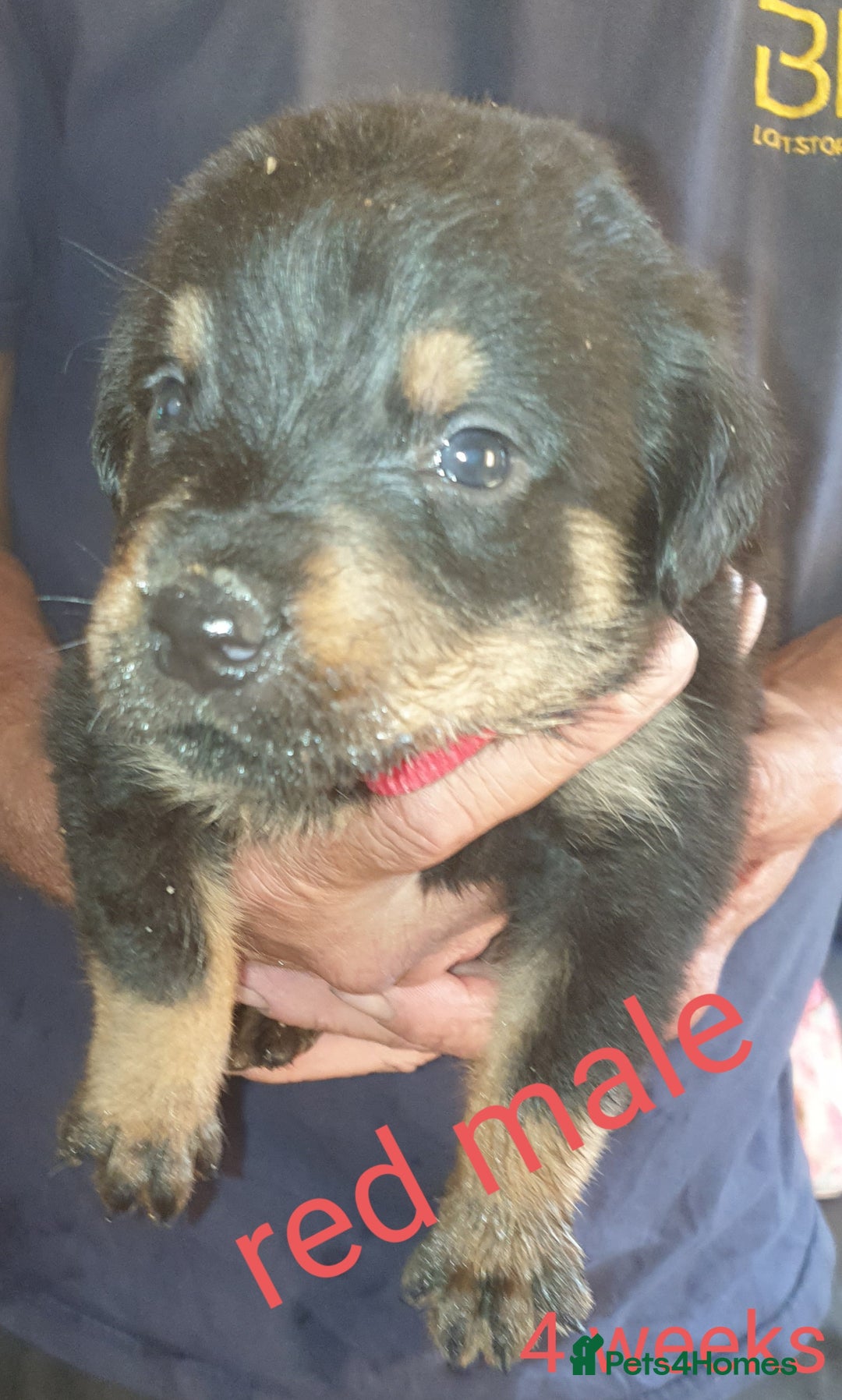 Rottweiler dogs for sale: Chunky big boned rottweilers  - Image 32
