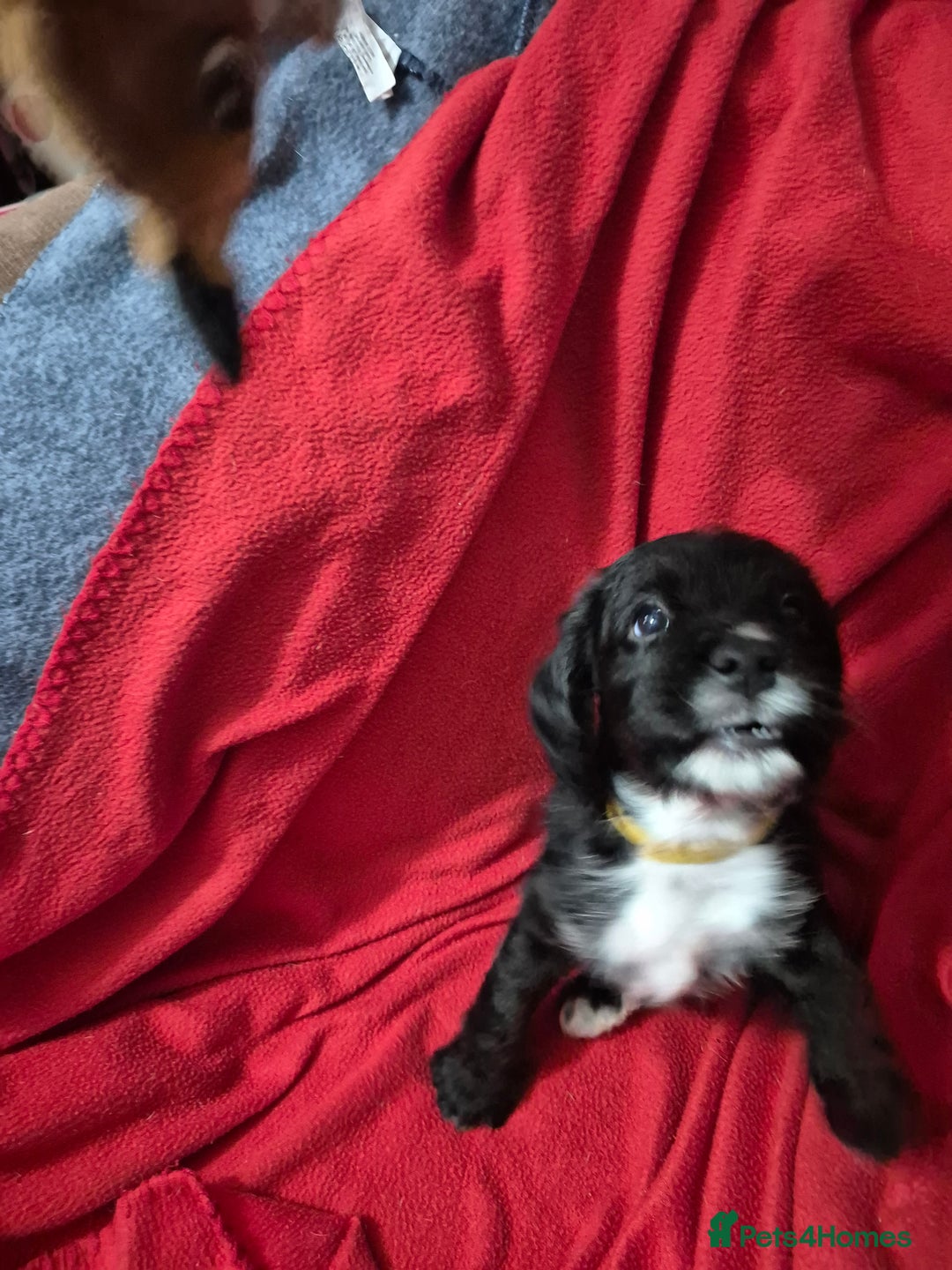 Mixed Breed dogs for sale: Beagle cross puppies for sale - Advert 4