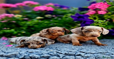 Miniature Dachshund dogs - Advert 2
