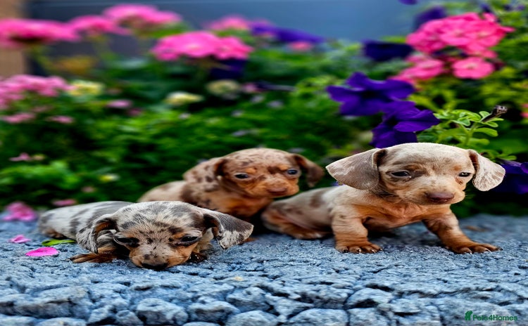 Miniature Dachshund dogs - Advert 1