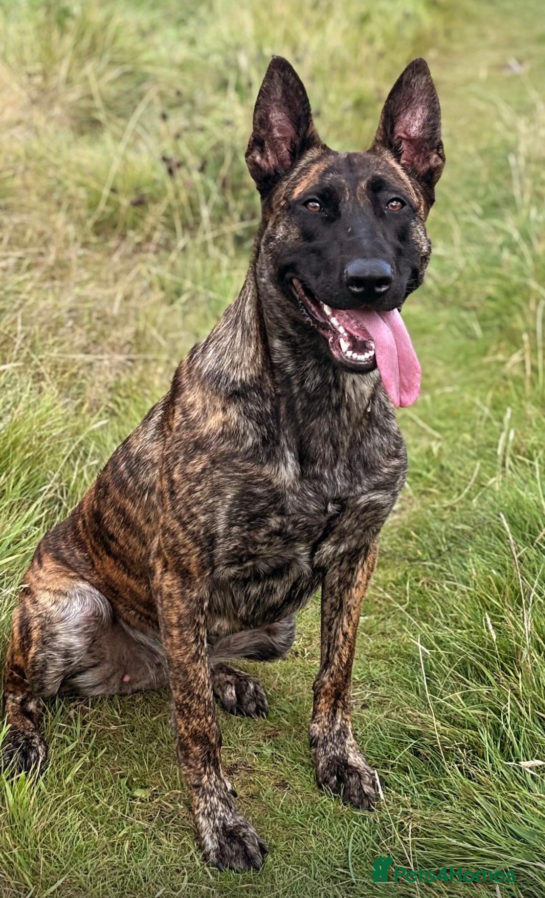 Belgian Shepherd Dog dogs Very Promising Working Puppy  - Advert 15