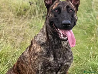 Belgian Shepherd Dog dogs Very Promising Working Puppy - Advert 15