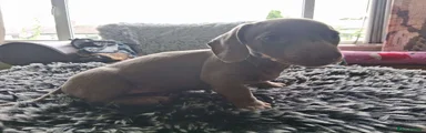 Dachshund 2
