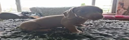 Dachshund dogs for sale: Miniature dachshund - Advert 5
