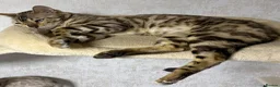 Bengal cats for sale: Confident, Socialised Tica Bengals - Hand Reared  - Advert 2