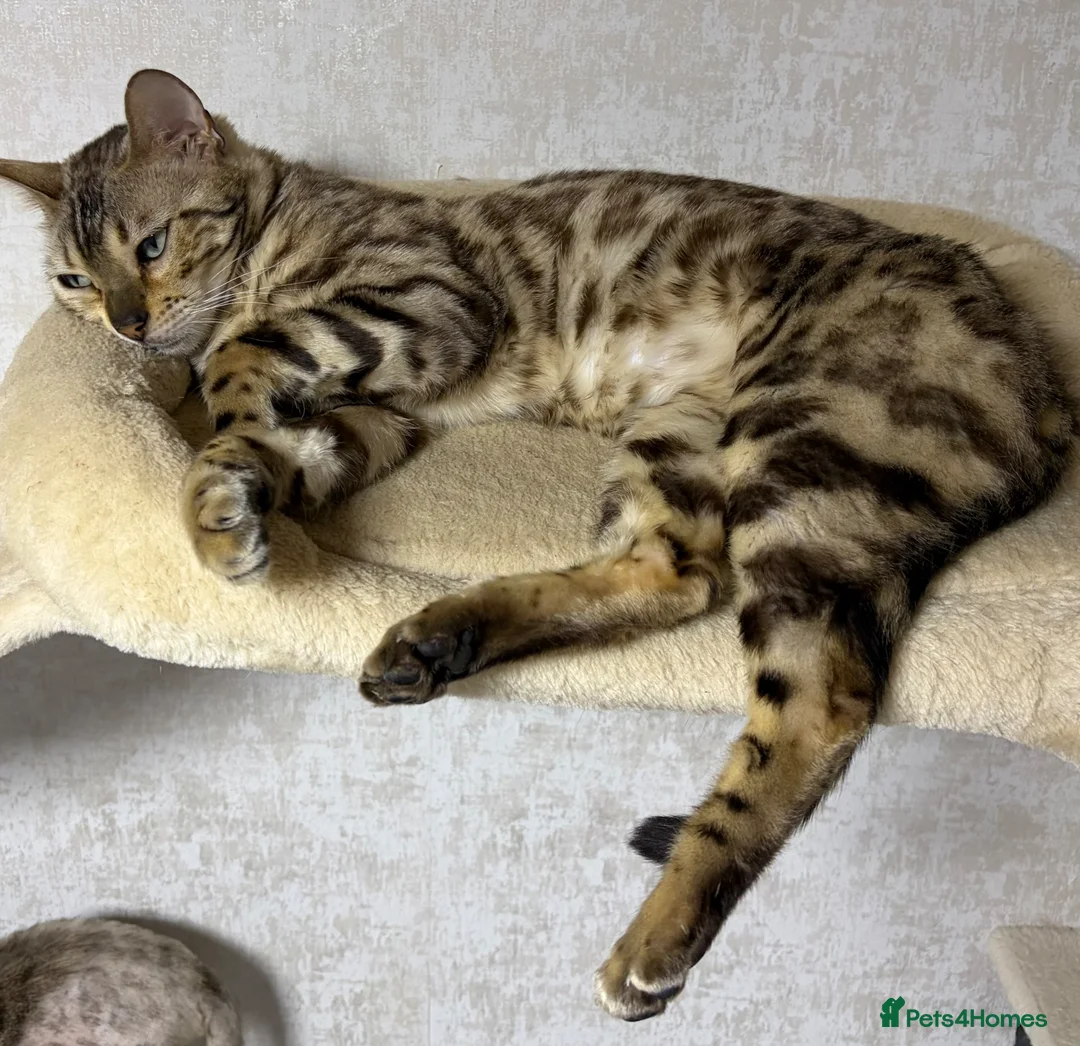 Bengal cats for sale: Confident, Socialised Tica Bengals - Hand Reared  - Advert 2