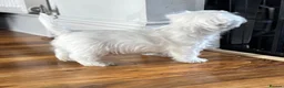 West Highland Terrier dogs for sale: West highland terrier puppies  - Advert 20