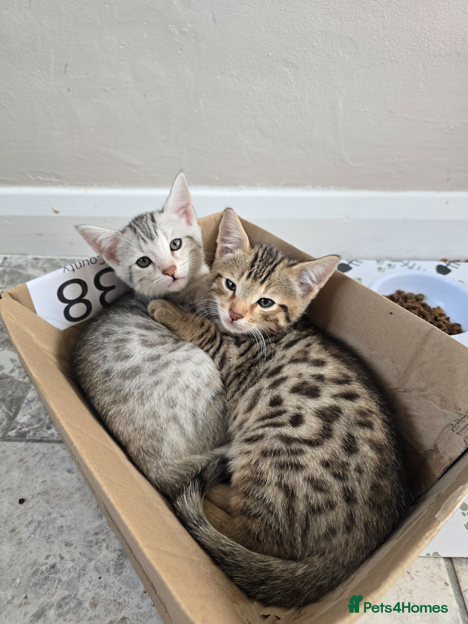 Bengal cats Bengal ready now  - Advert 1