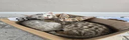 Bengal cats for sale: Bengal ready now  - Advert 1