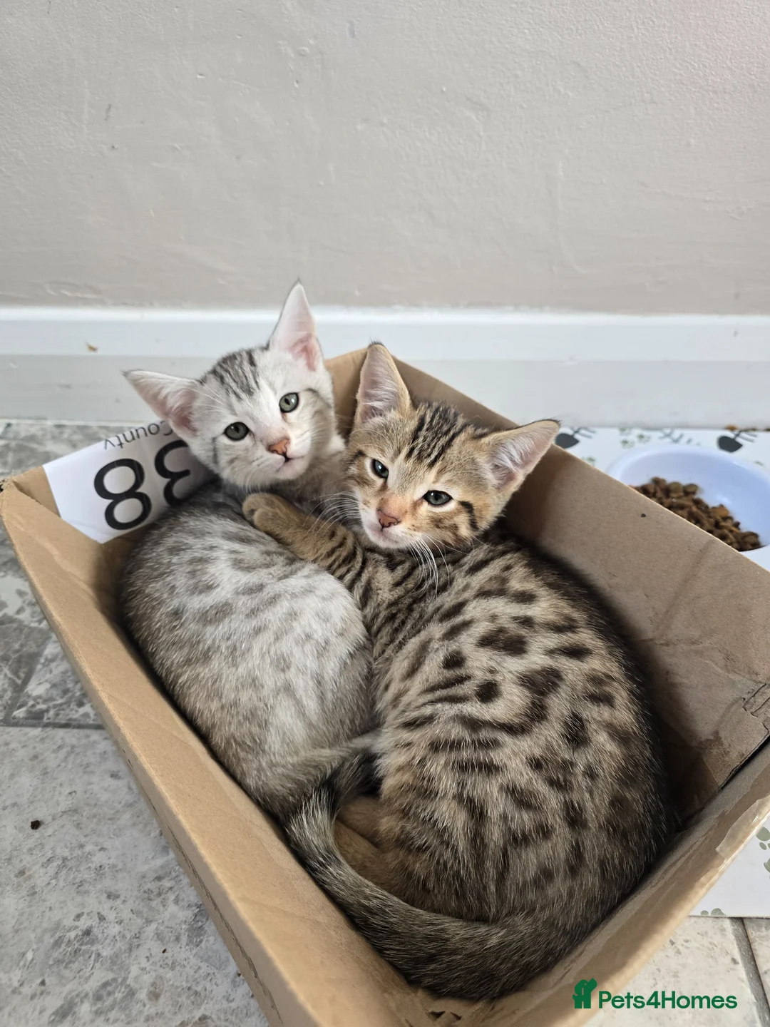 Bengal cats for sale: Bengal ready now  - Advert 1