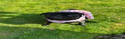 Pug dogs for sale: KC Registered Pug Puppies - Advert 19