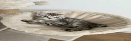 Bengal cats for sale: Beautiful Bengal kittens  - Advert 3