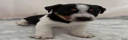 Jack Russell dogs for sale: Bred From Health Tested Parents - Advert 15