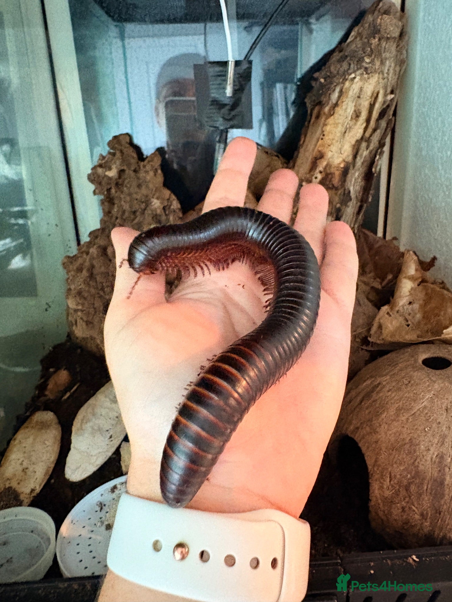 Millipedes invertebrates Giant African Train Millipede and full set up - Advert 1