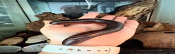 Millipedes invertebrates for sale: Giant African Train Millipede and full set up - Advert 1
