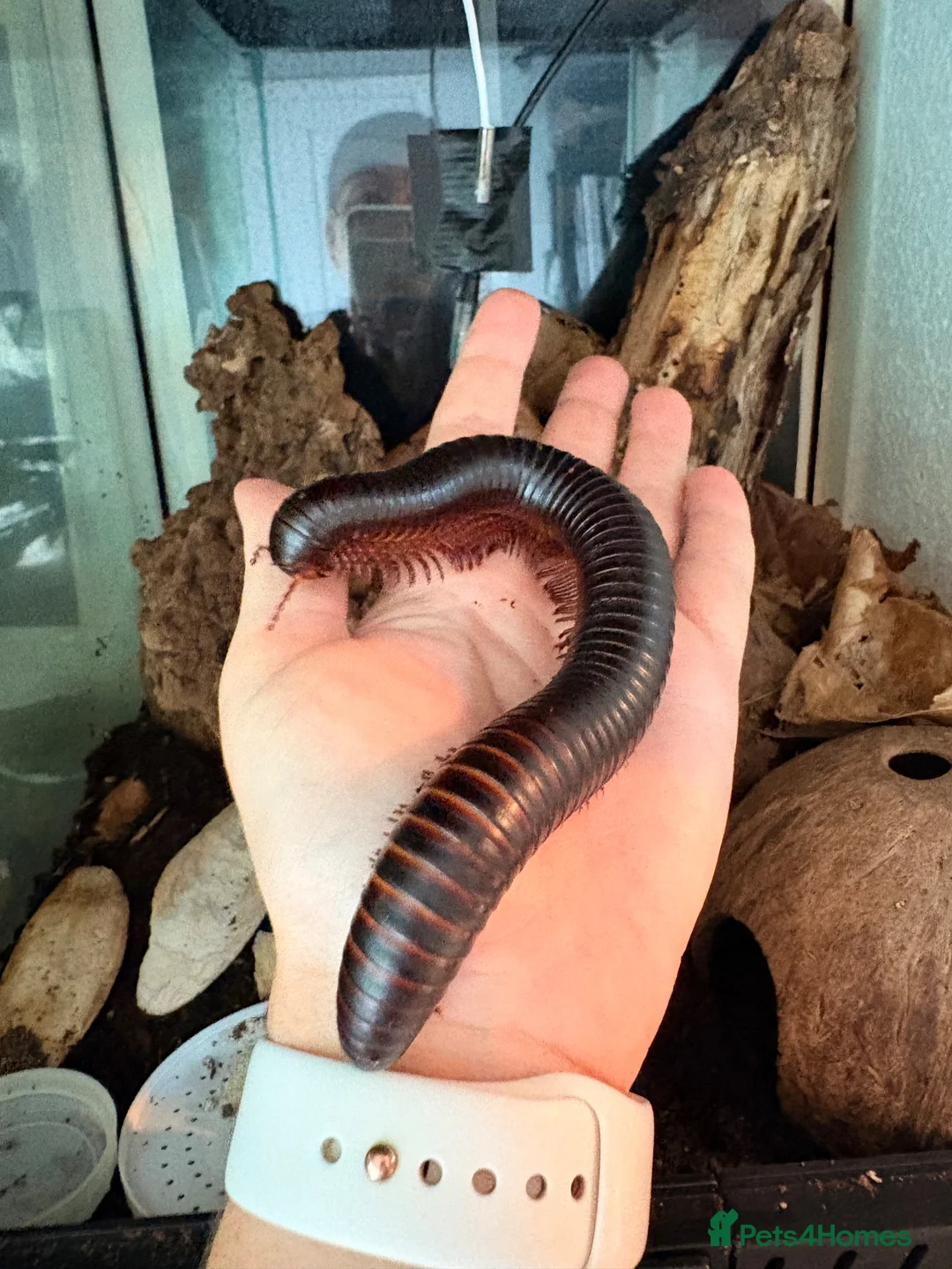 Millipedes invertebrates for sale: Giant African Train Millipede and full set up - Advert 1