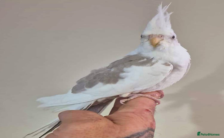 Cockatiels birds - Advert 1