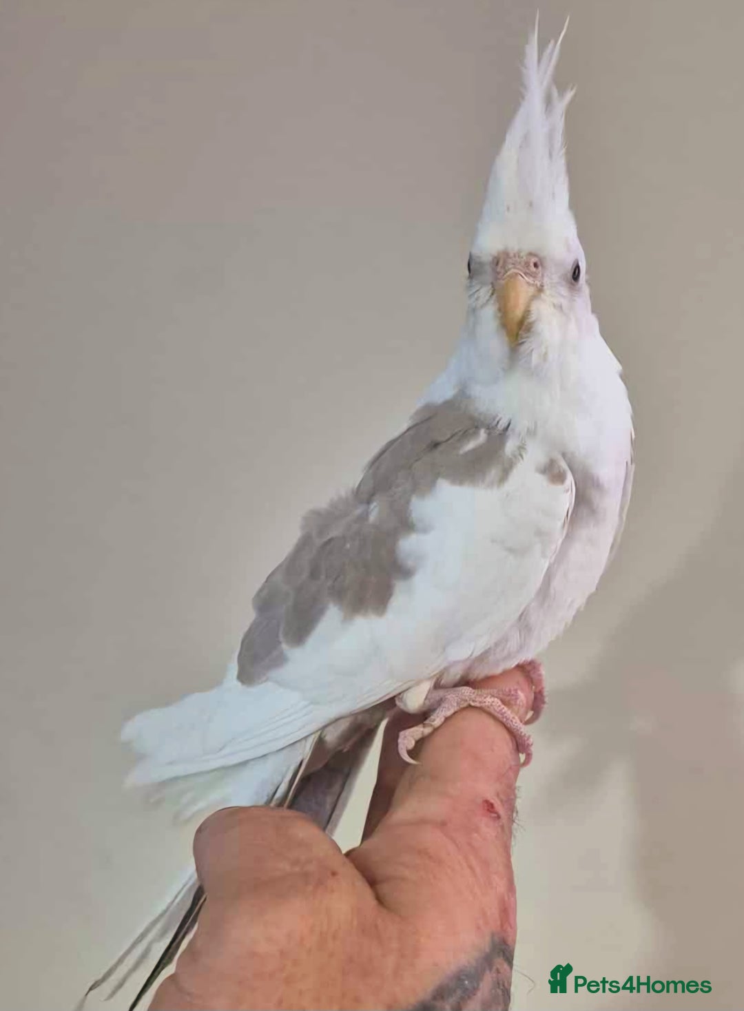 Cockatiels birds for sale: Young Cockatiels available for new homes - Image 1
