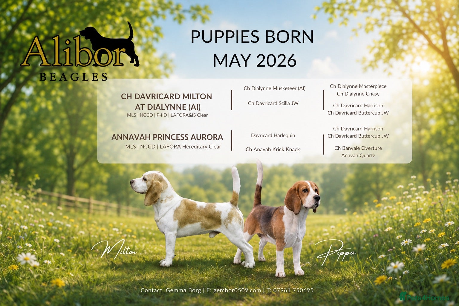 Beagle dogs Exceptional Breed Beagle Puppies - Advert 2