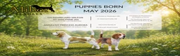Beagle dogs for sale: Exceptional Breed Beagle Puppies - Advert 6