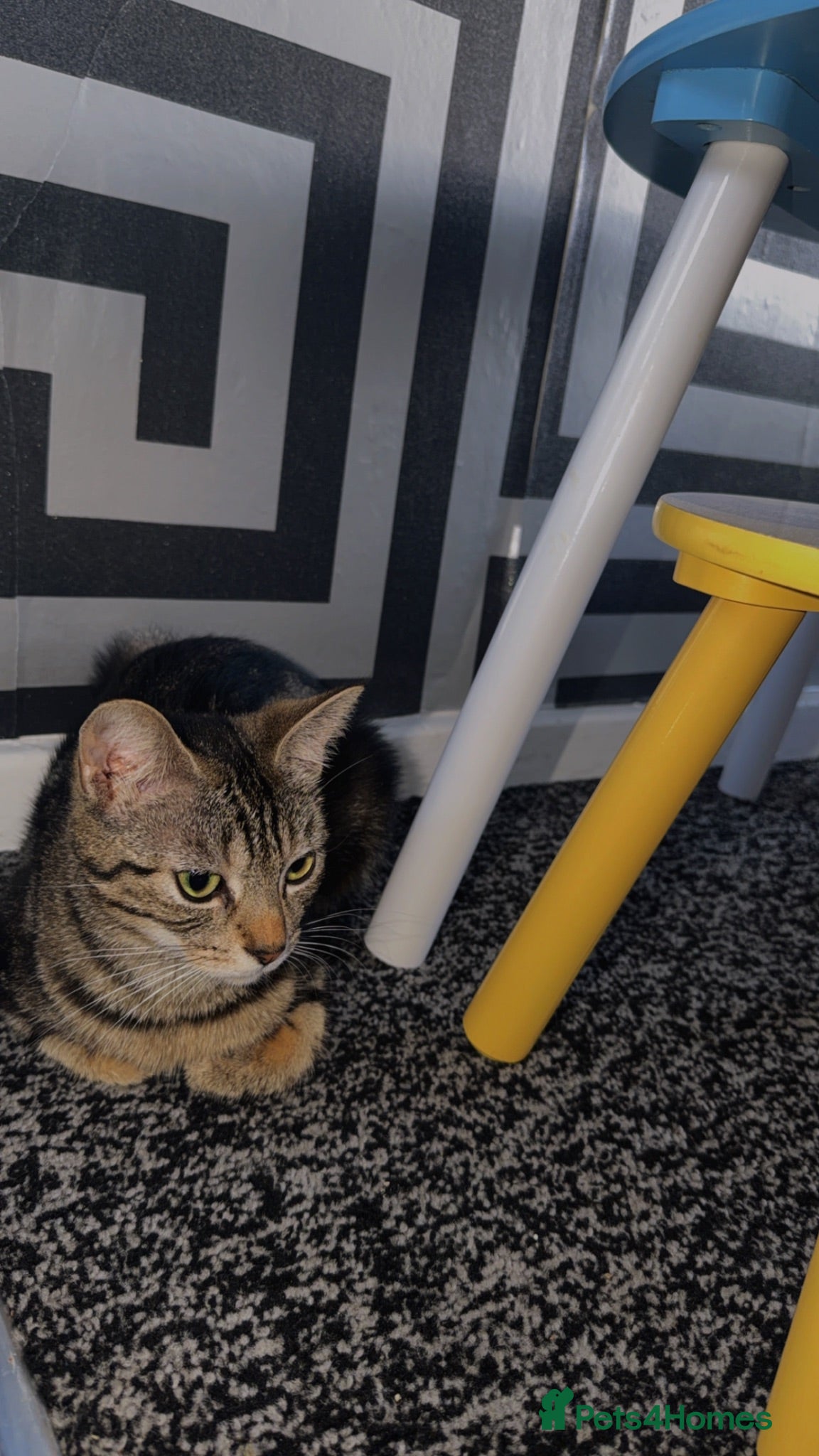 Mixed Breed cats Dimond  - Advert 1