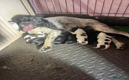 Springador dogs for sale: Adorable springador puppies - Image 13
