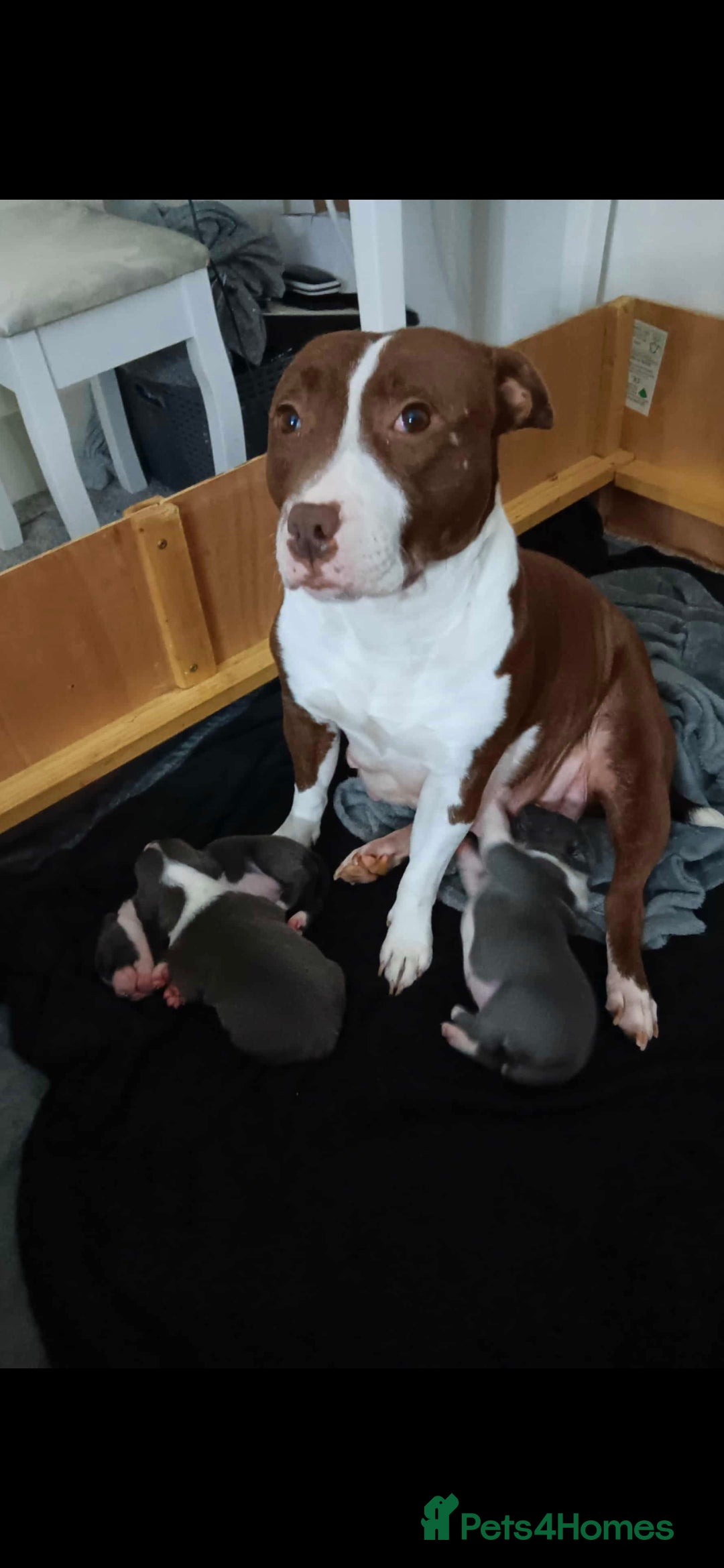 Staffordshire Bull Terrier dogs for sale: Blue Staffordshire Bull Terrier Puppies - Advert 2