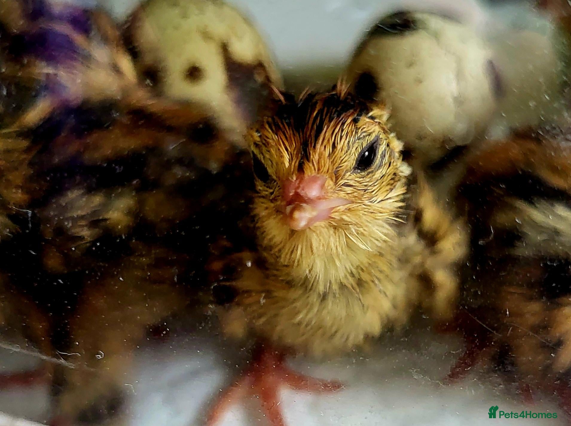 Quail poultry 12 Quail Hatching eggs  - Advert 5