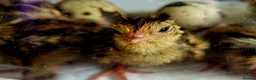 Quail poultry for sale: 12 Quail Hatching eggs  - Advert 1