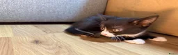 Korat cats for sale: Kittens Looking for Their Forever Homes - Advert 5