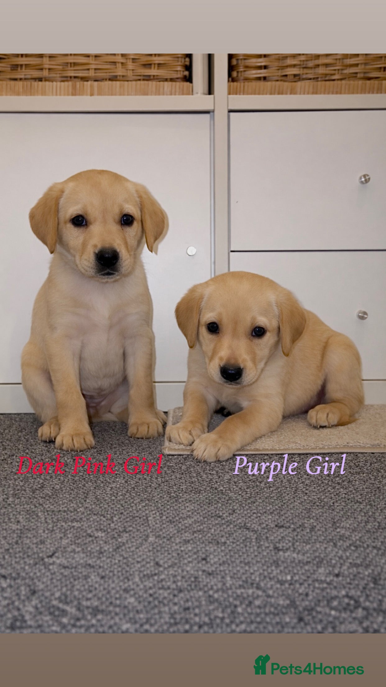 Labrador Retriever dogs 🐾 Exceptional KC Reg Labrador Puppies 🐾 - Advert 4