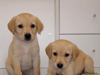 Labrador Retriever dogs 🐾 Exceptional KC Reg Labrador Puppies 🐾 - Advert 4