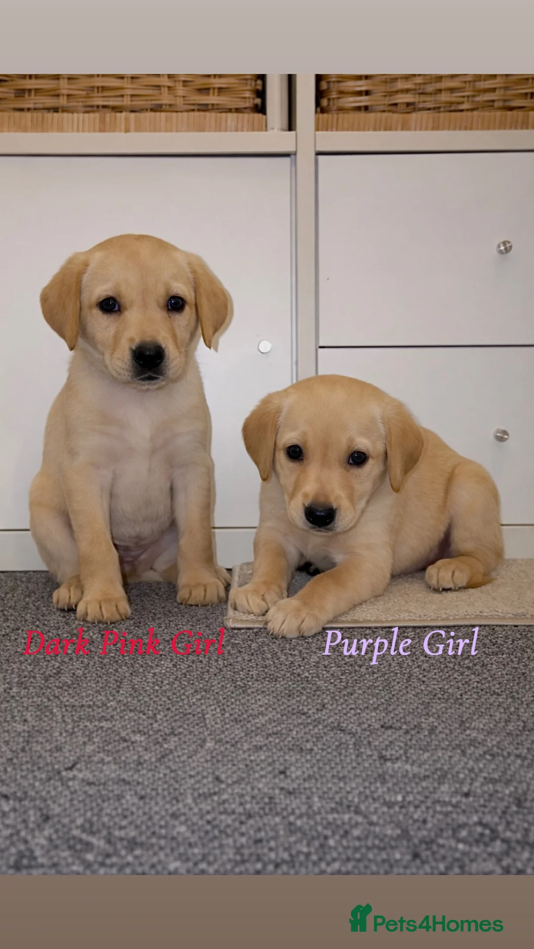 Labrador Retriever dogs for sale: 🐾 Exceptional KC Reg Labrador Puppies 🐾 - Advert 1