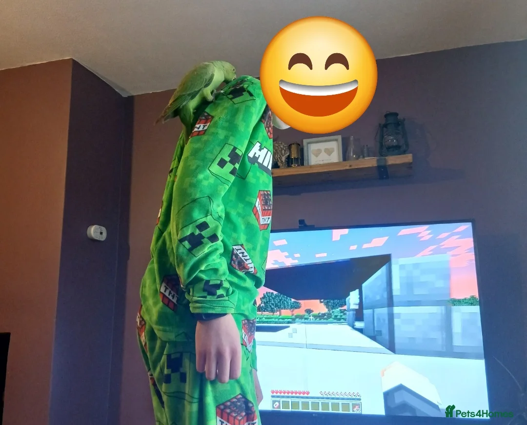 Ringnecks birds for sale: Beautiful Indian Ringneck & Cage - Advert 4