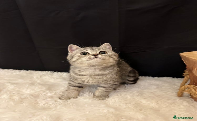 British Shorthair cats - Advert 15