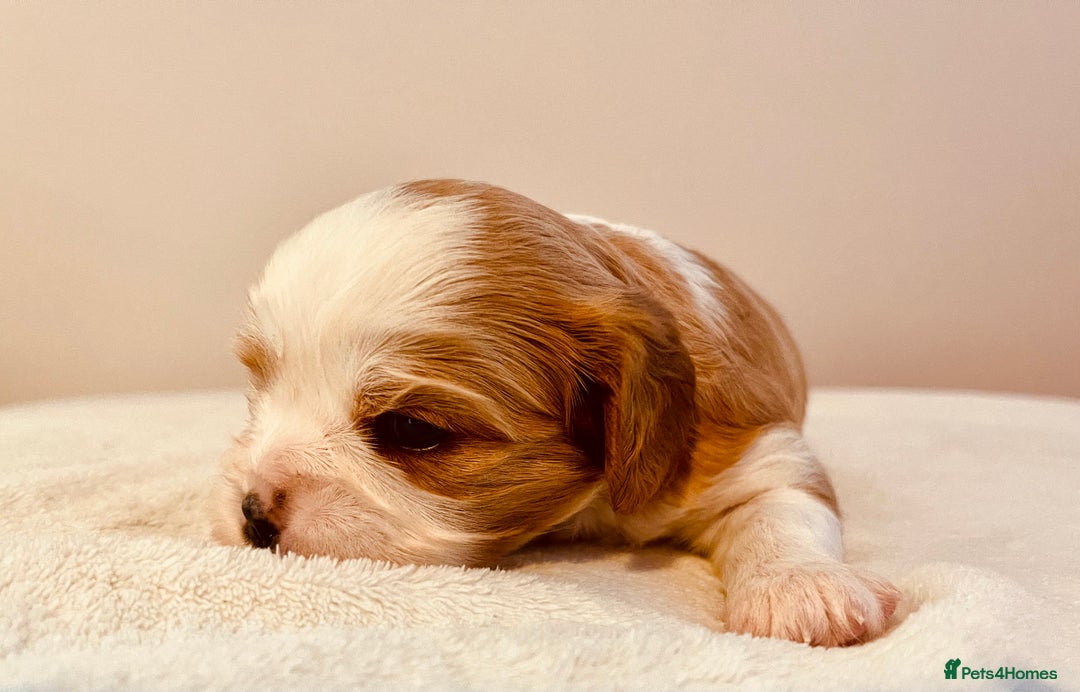 Cavalier King Charles Spaniel dogs for sale: Stunning KC Cavalier King Charles Spaniel Puppies. - Image 14