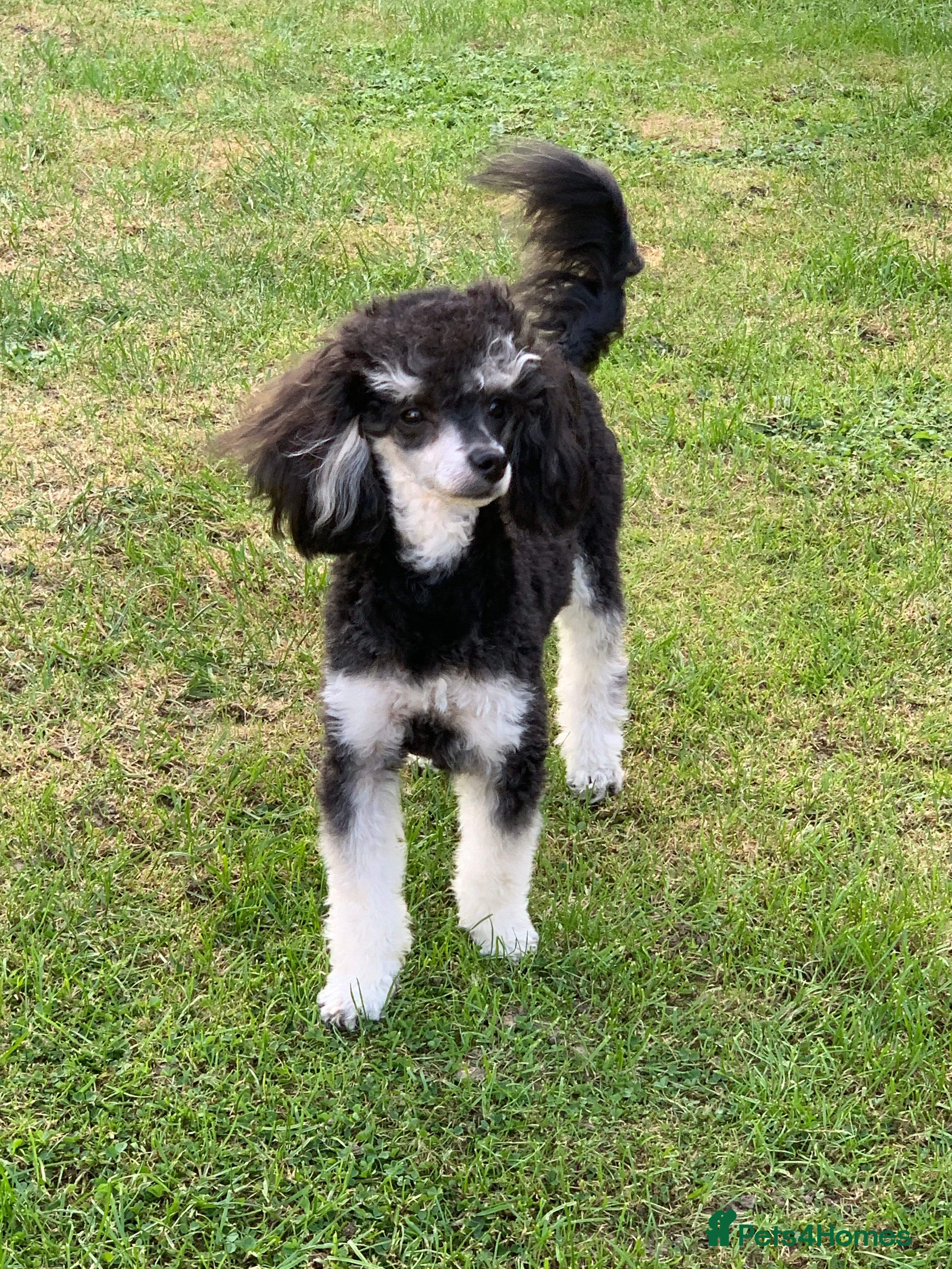 Toy Poodle dogs Phantom Toy Poodle Tri colour KC (STUD ONLY) in Coalville - Advert 1