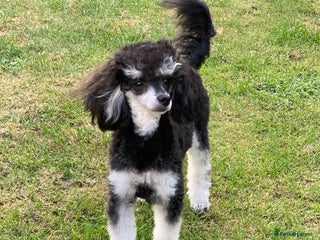 Toy Poodle dogs in Coalville - Advert 18