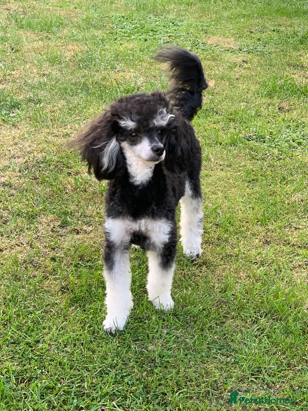 Toy Poodle dogs for stud: Phantom Toy Poodle Tri colour KC (STUD ONLY) in Coalville - Advert 1