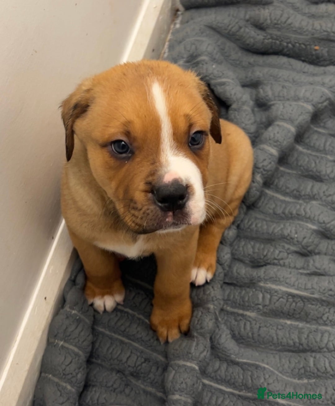 Mixed Breed dogs for sale: 3 beautiful puppies available  - Advert 13