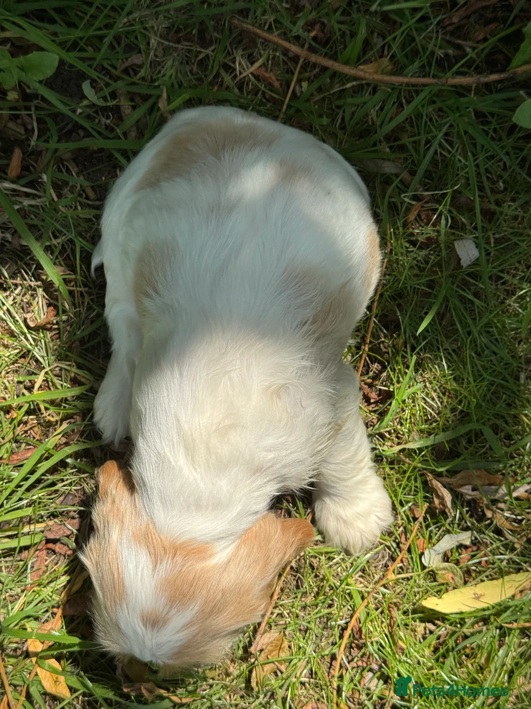 Cocker Spaniel dogs for sale: ❤️ 100% SHOWTYPE HEALTH TESTED COCKER SPANIEL ❤️ - Advert 23