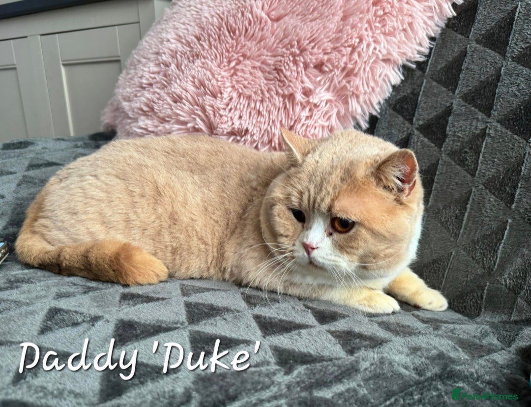 British Shorthair cats for sale: Stunning Champion Bloodline TICA reg kittens - Image 19