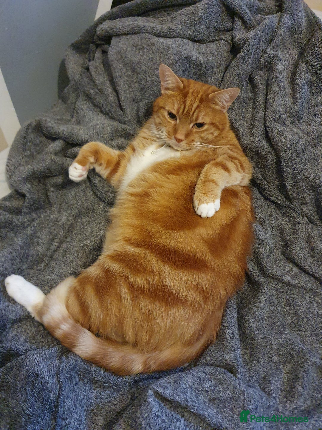 Mixed Breed cats for sale: Jeffy - Image 1